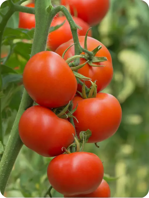 Tomatoes